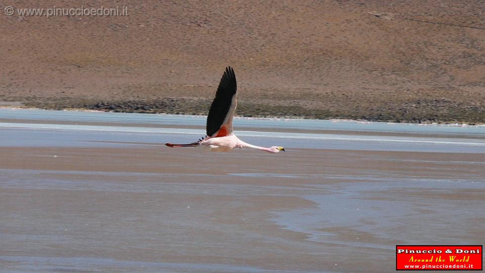 BOLIVIA 2 - Ruta de Las Joyas - Laguna Hedionda - Flamencos - 07.jpg